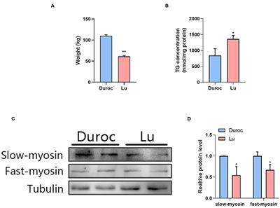 Lipidomic and Transcriptomic Analysis of the Longissimus Muscle of Luchuan and Duroc Pigs
